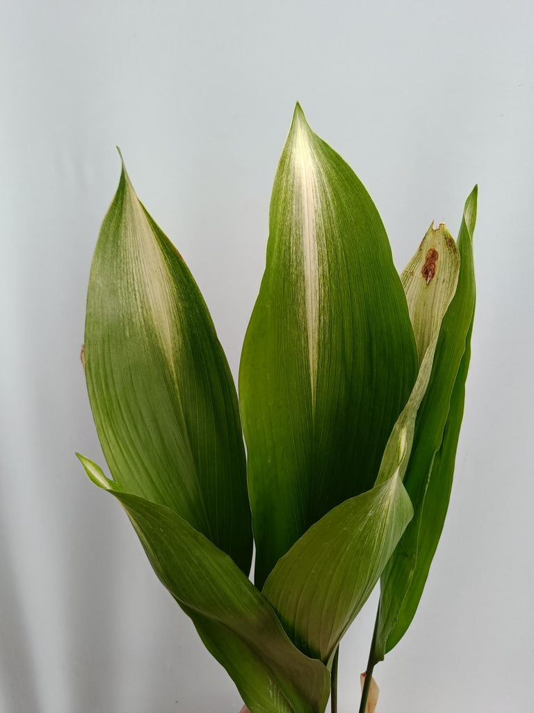 Aspidistra elatior asahi