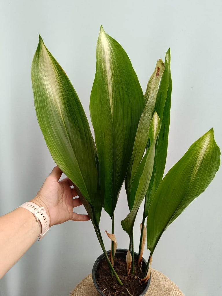 Aspidistra elatior asahi