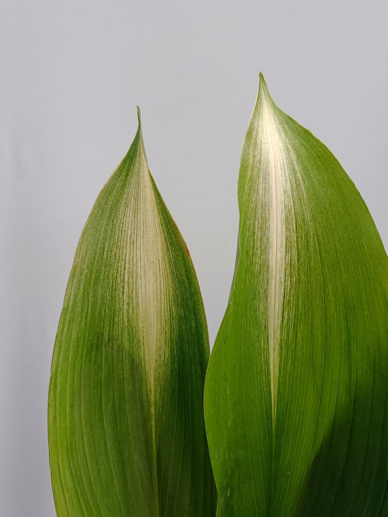 Aspidistra elatior asahi