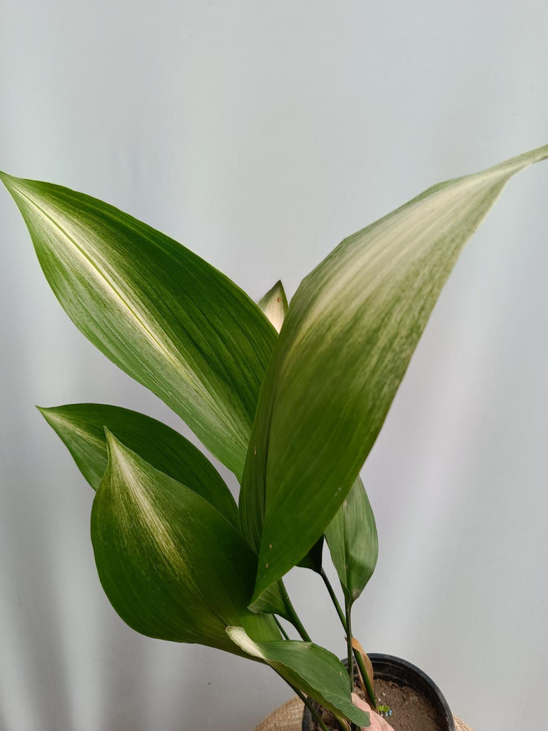 Aspidistra elatior asahi