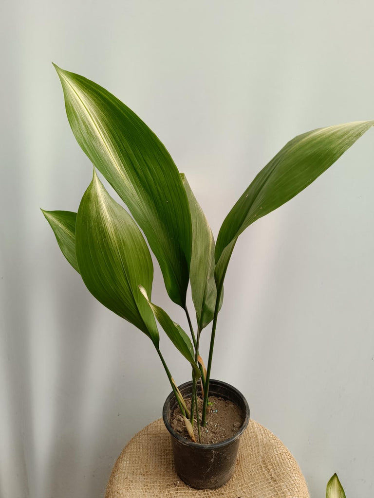 Aspidistra elatior asahi