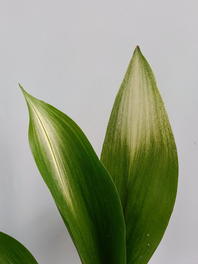 Aspidistra elatior asahi