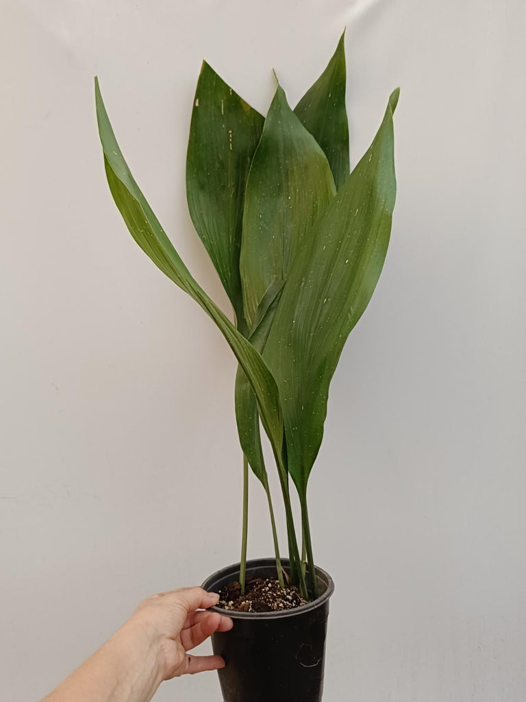 Aspidistra elatior hoshi zora