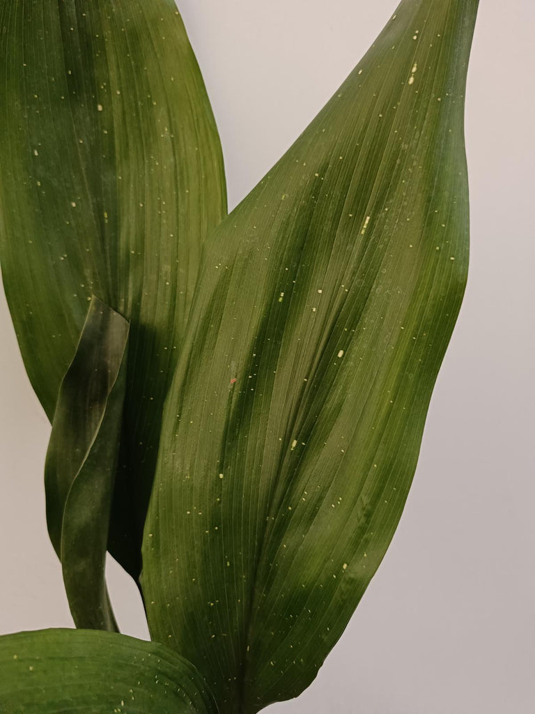 Aspidistra elatior hoshi zora