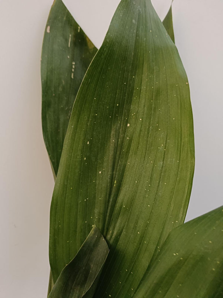 Aspidistra elatior hoshi zora