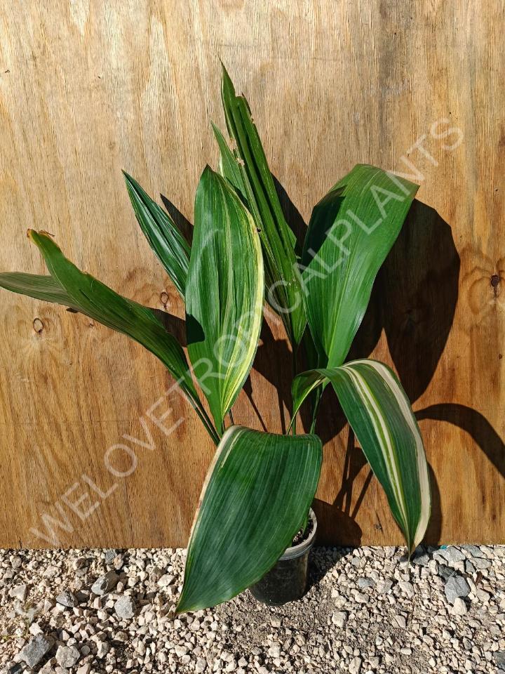 Aspidistra elatior variekata