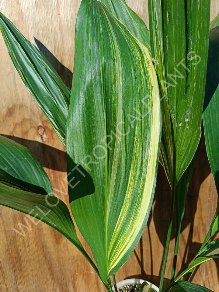 Aspidistra elatior variekata