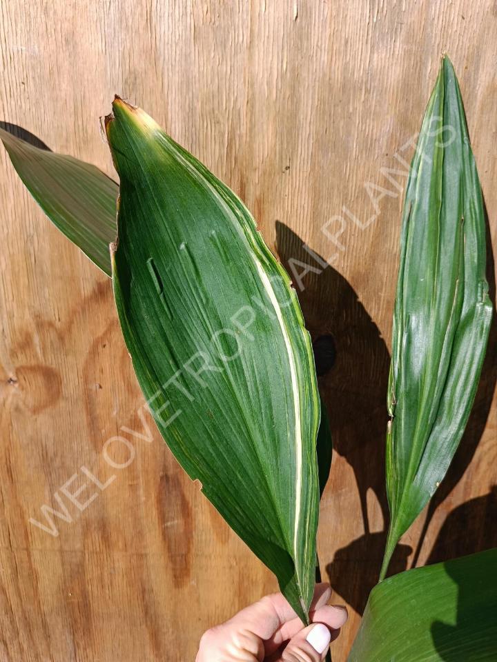 Aspidistra elatior variekata