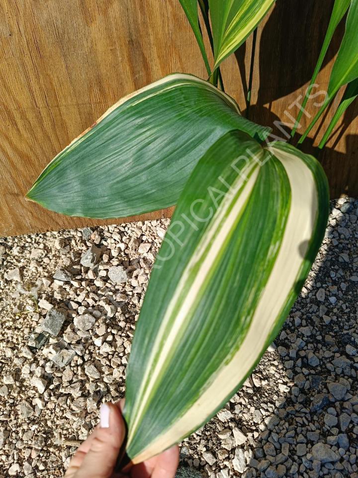 Aspidistra elatior variekata