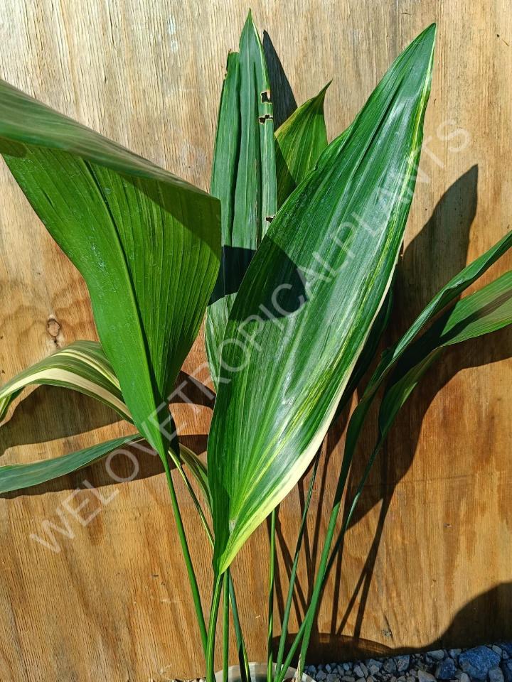 Aspidistra elatior variekata