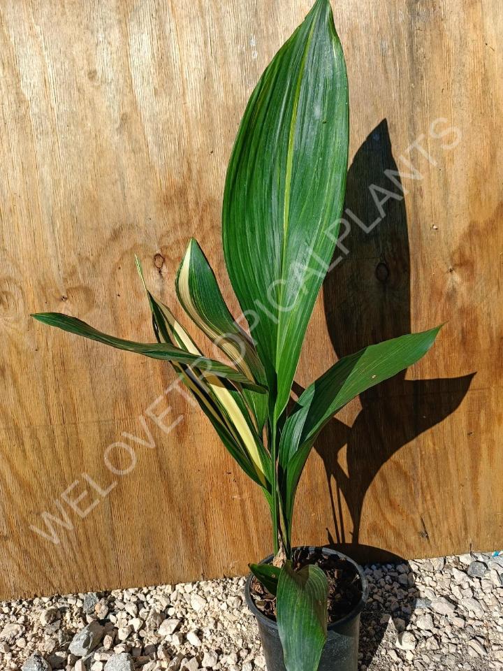 Aspidistra elatior variekata 