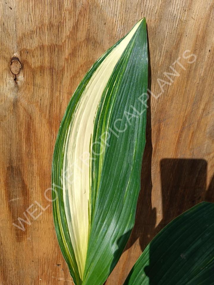 Aspidistra elatior variekata