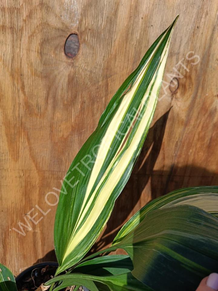 Aspidistra elatior variekata