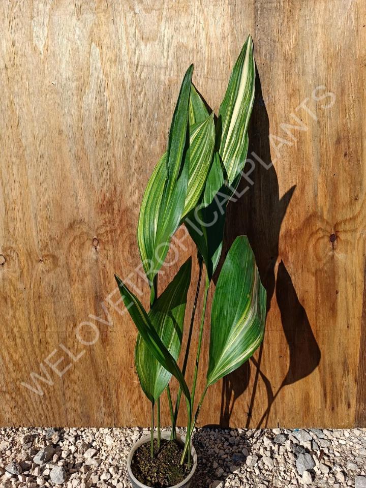 Aspidistra elatior variekata