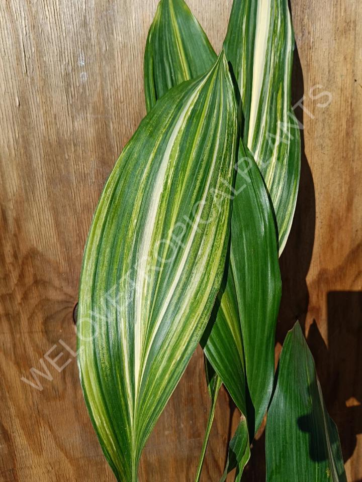 Aspidistra elatior variekata