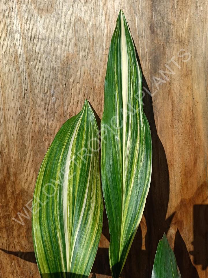 Aspidistra elatior variekata