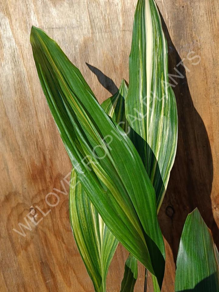 Aspidistra elatior variekata