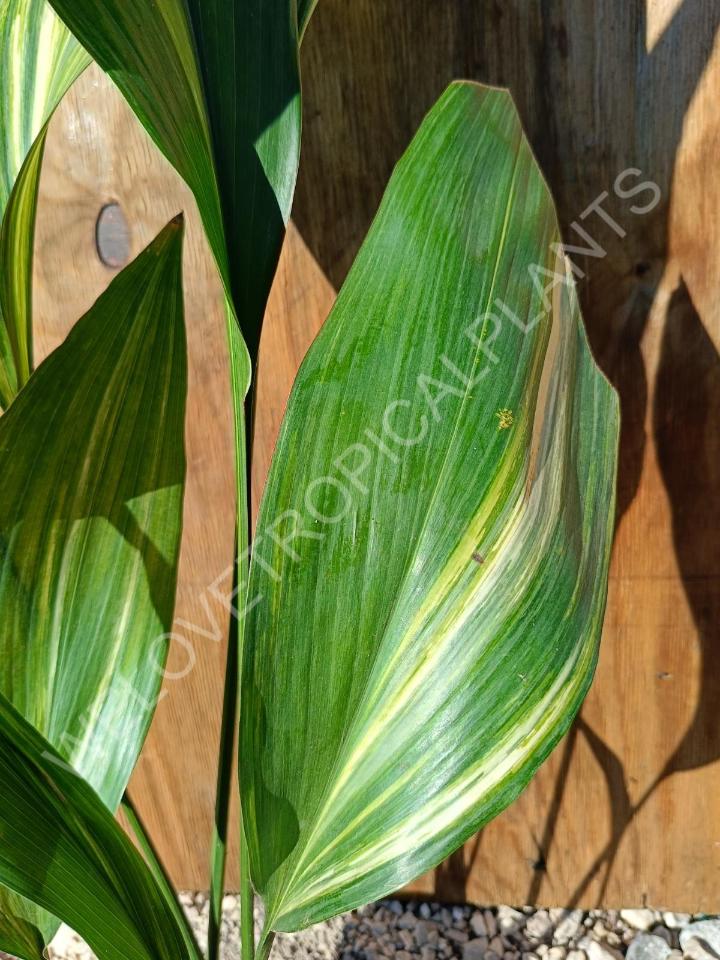 Aspidistra elatior variekata