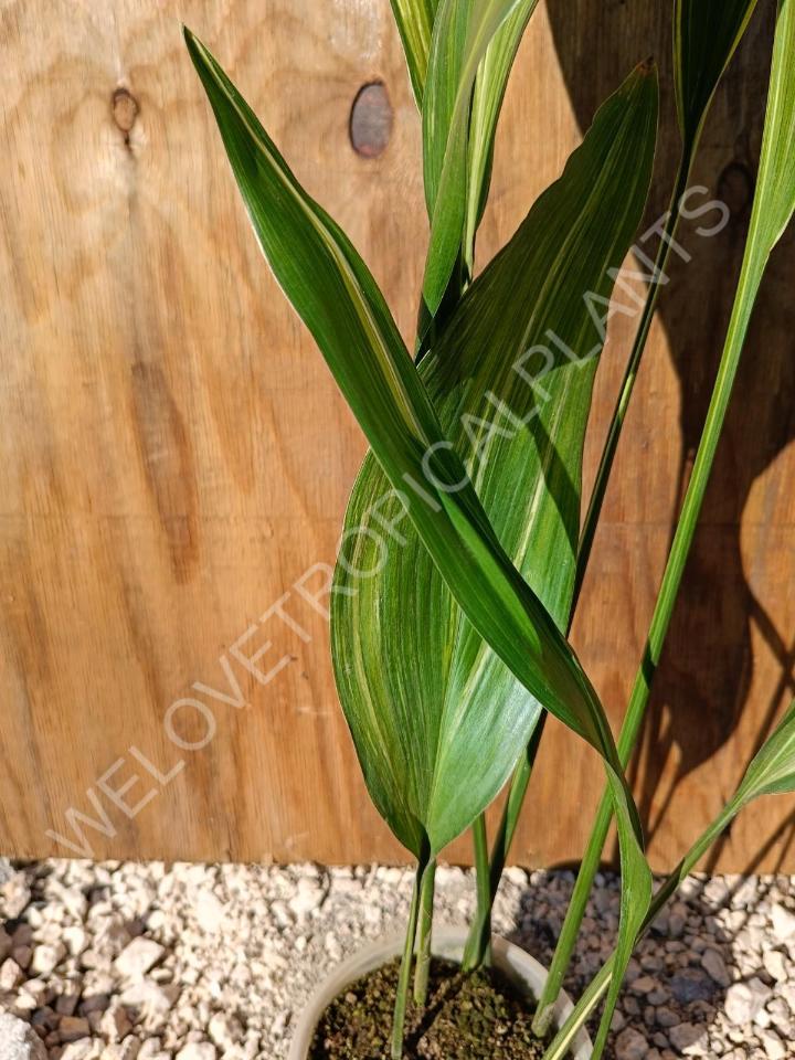 Aspidistra elatior variekata