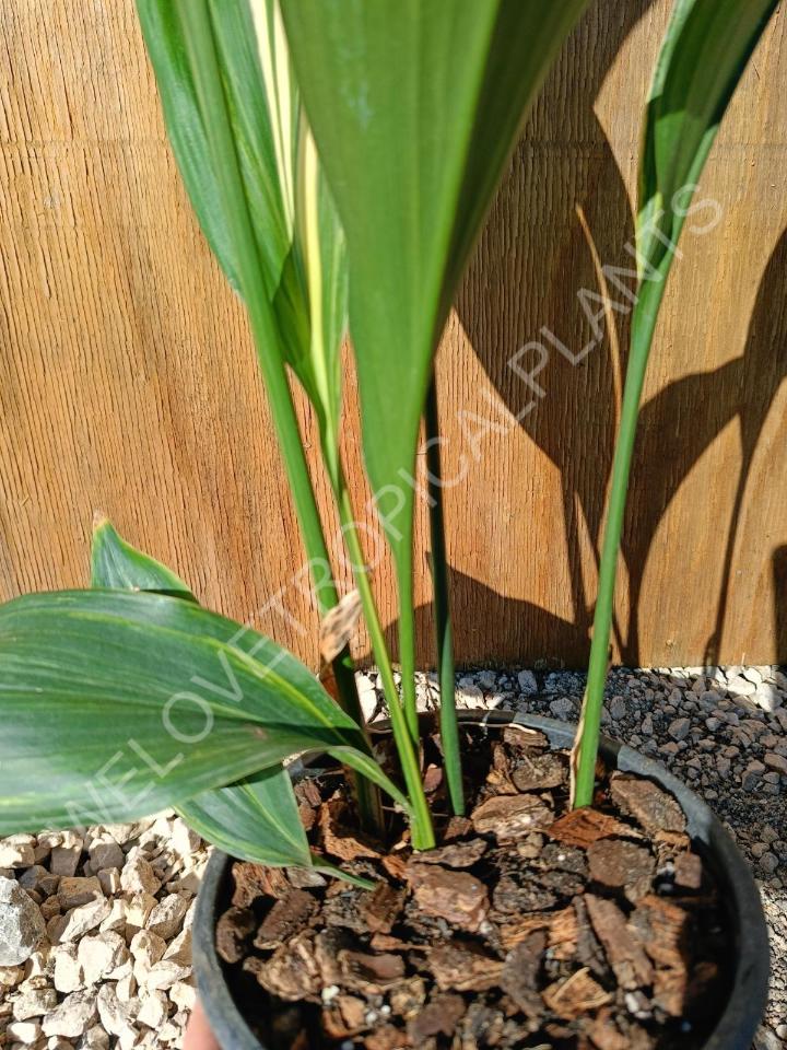 Aspidistra elatior variekata