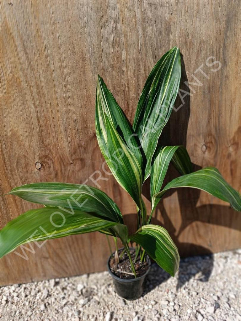 Aspidistra elatior variegata