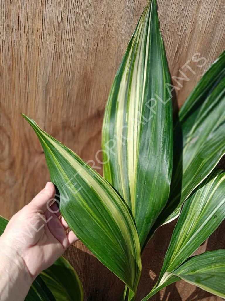 Aspidistra elatior variegata