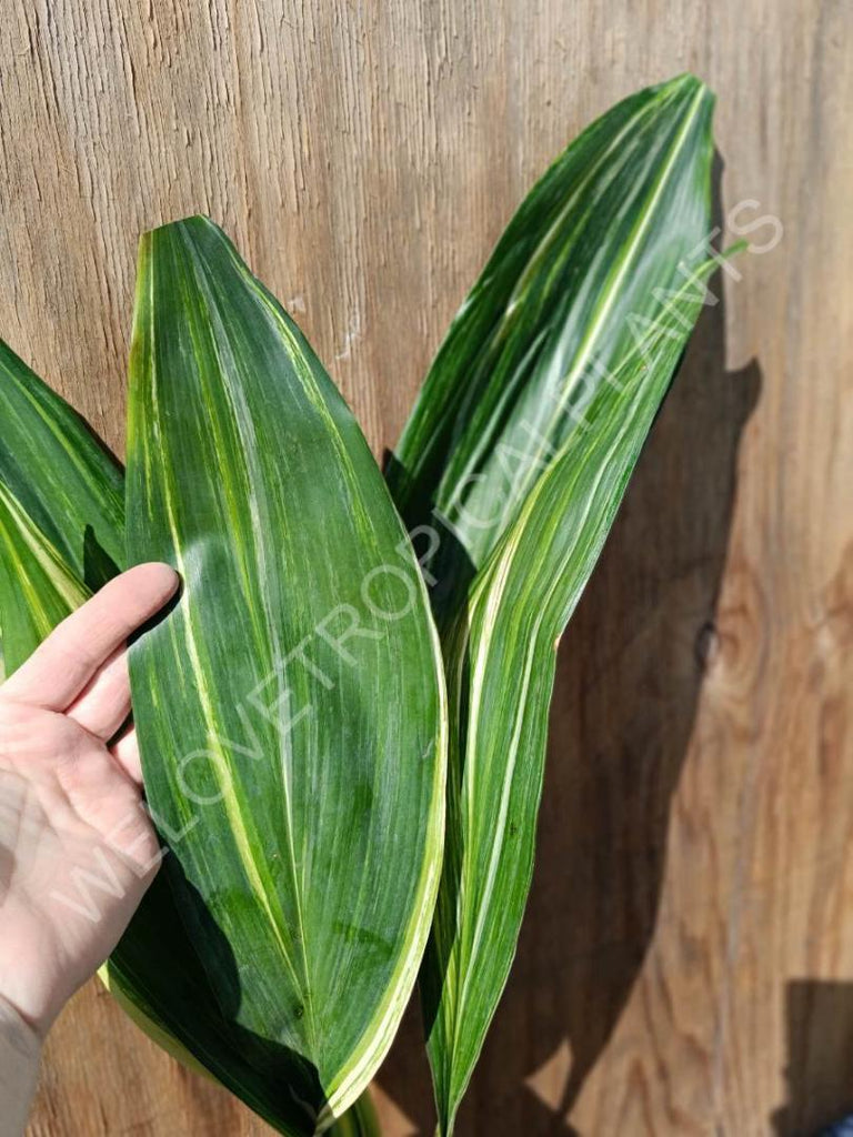 Aspidistra elatior variegata