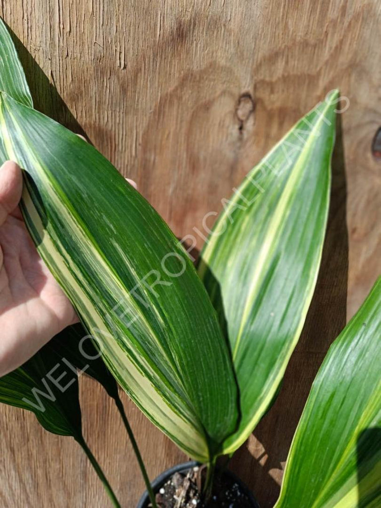 Aspidistra elatior variegata