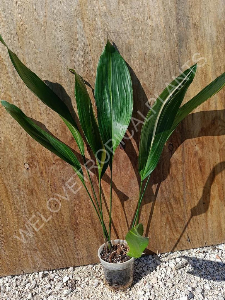 Aspidistra elatior variegata