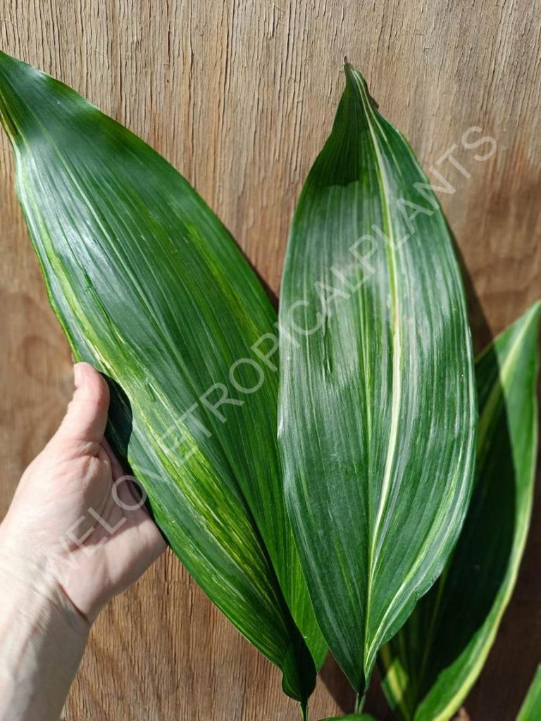 Aspidistra elatior variegata