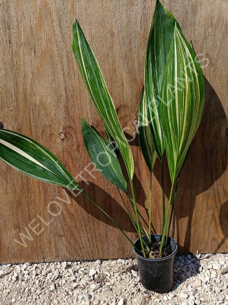 Aspidistra elatior variegata