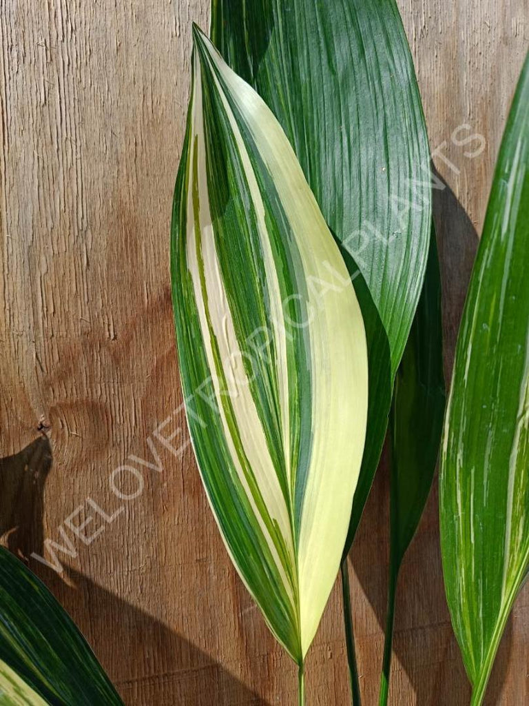 Aspidistra elatior variegata