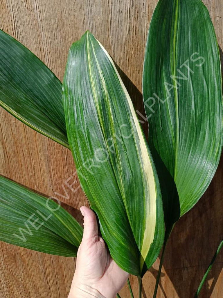 Aspidistra elatior variegata