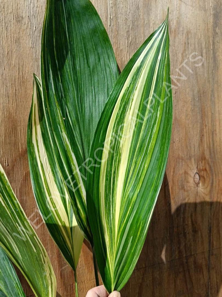 Aspidistra elatior variegata