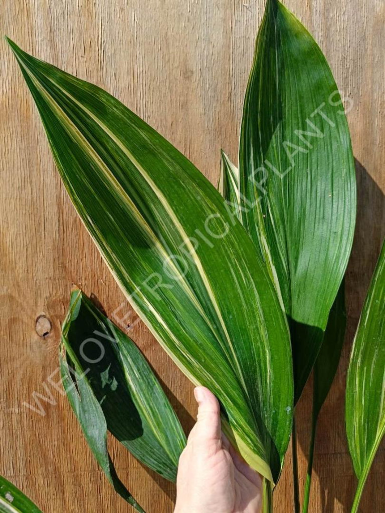 Aspidistra elatior variegata