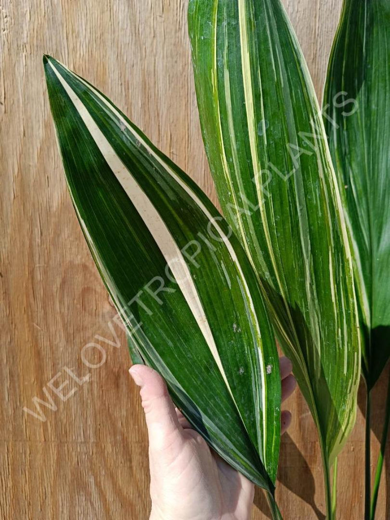 Aspidistra elatior variegata