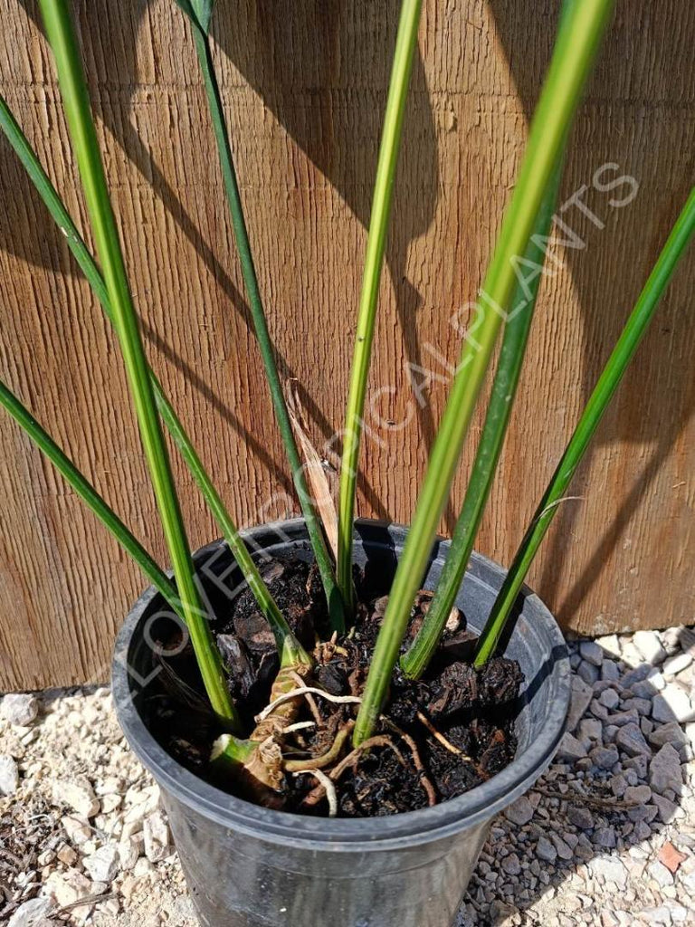 Aspidistra elatior variegata