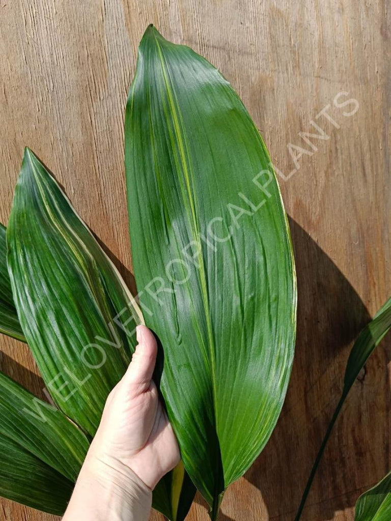 Aspidistra elatior variegata