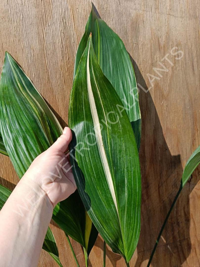 Aspidistra elatior variegata