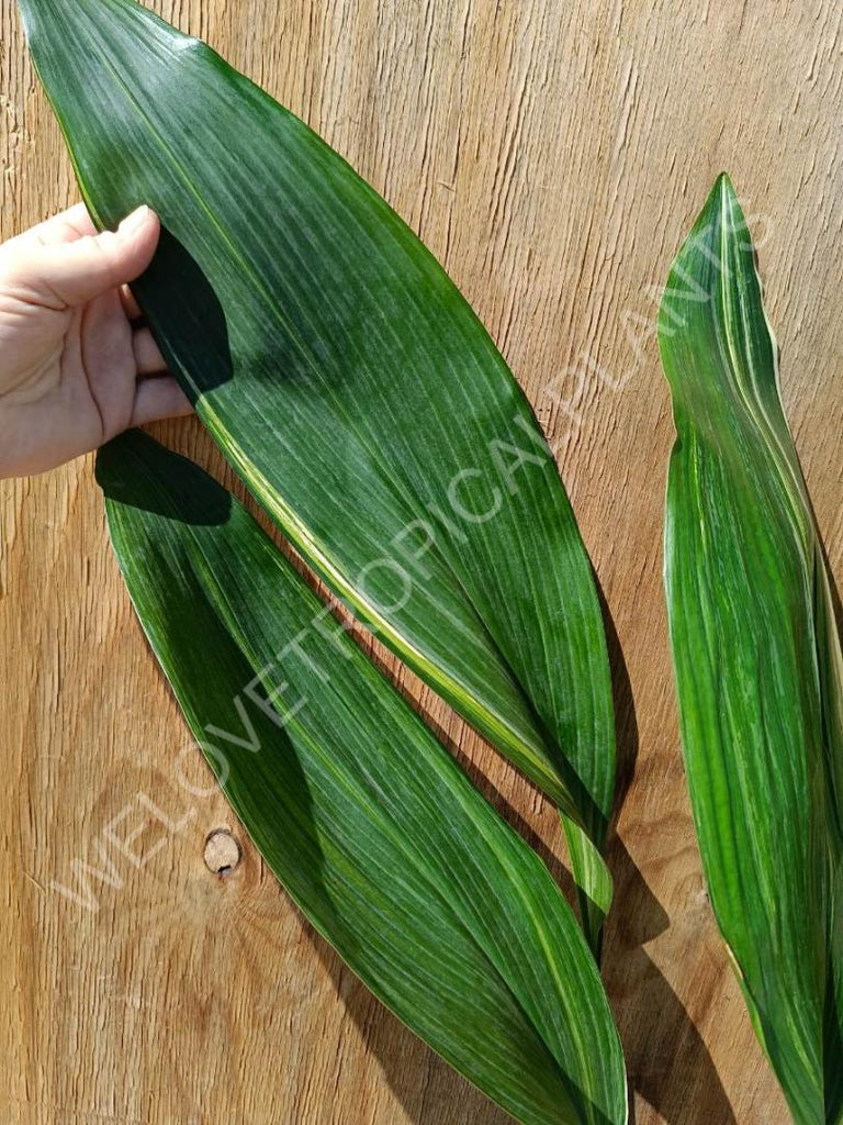 Aspidistra elatior variegata