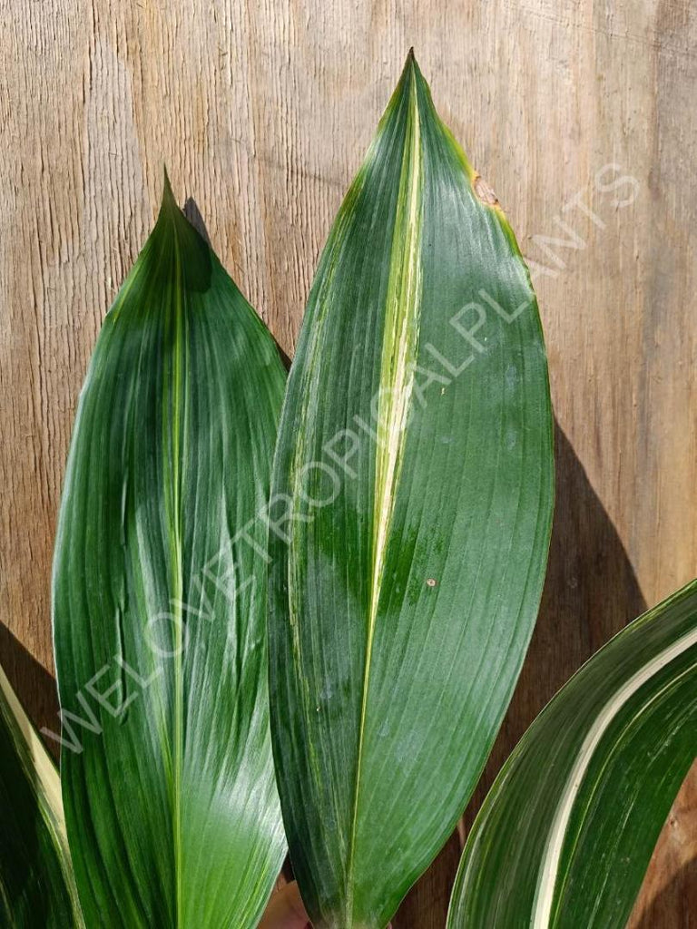 Aspidistra elatior variegata