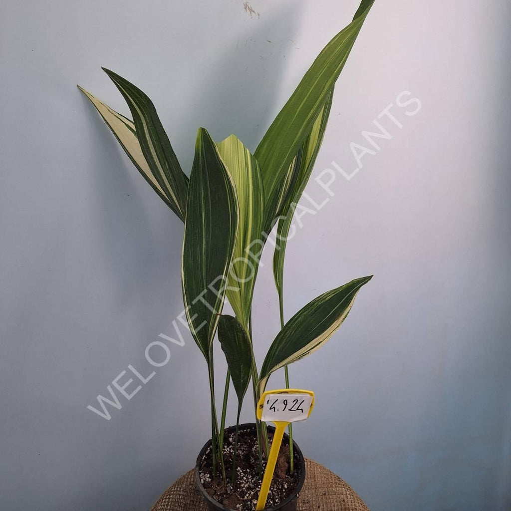 Aspidistra elatior variegata