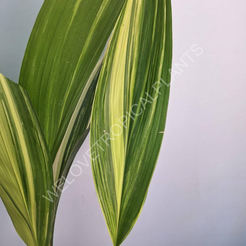 Aspidistra elatior variegata