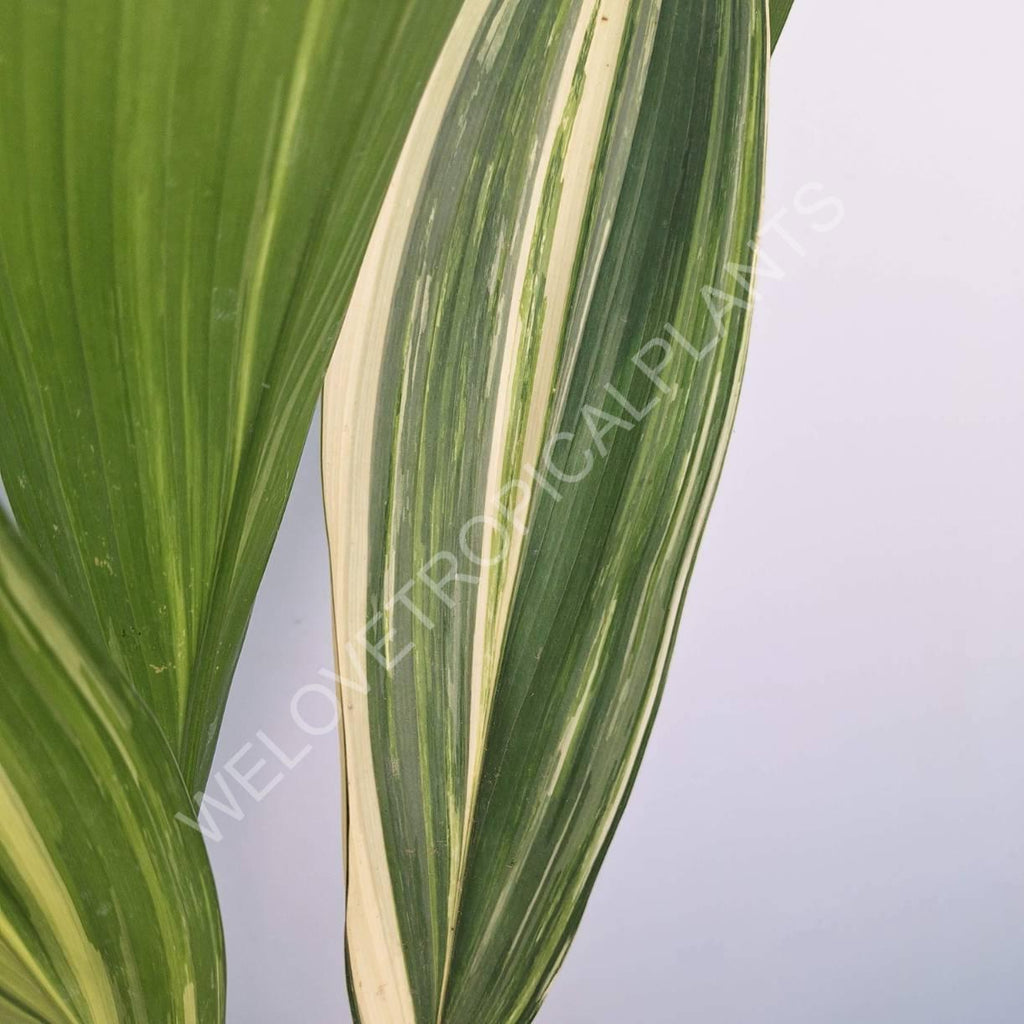 Aspidistra elatior variegata