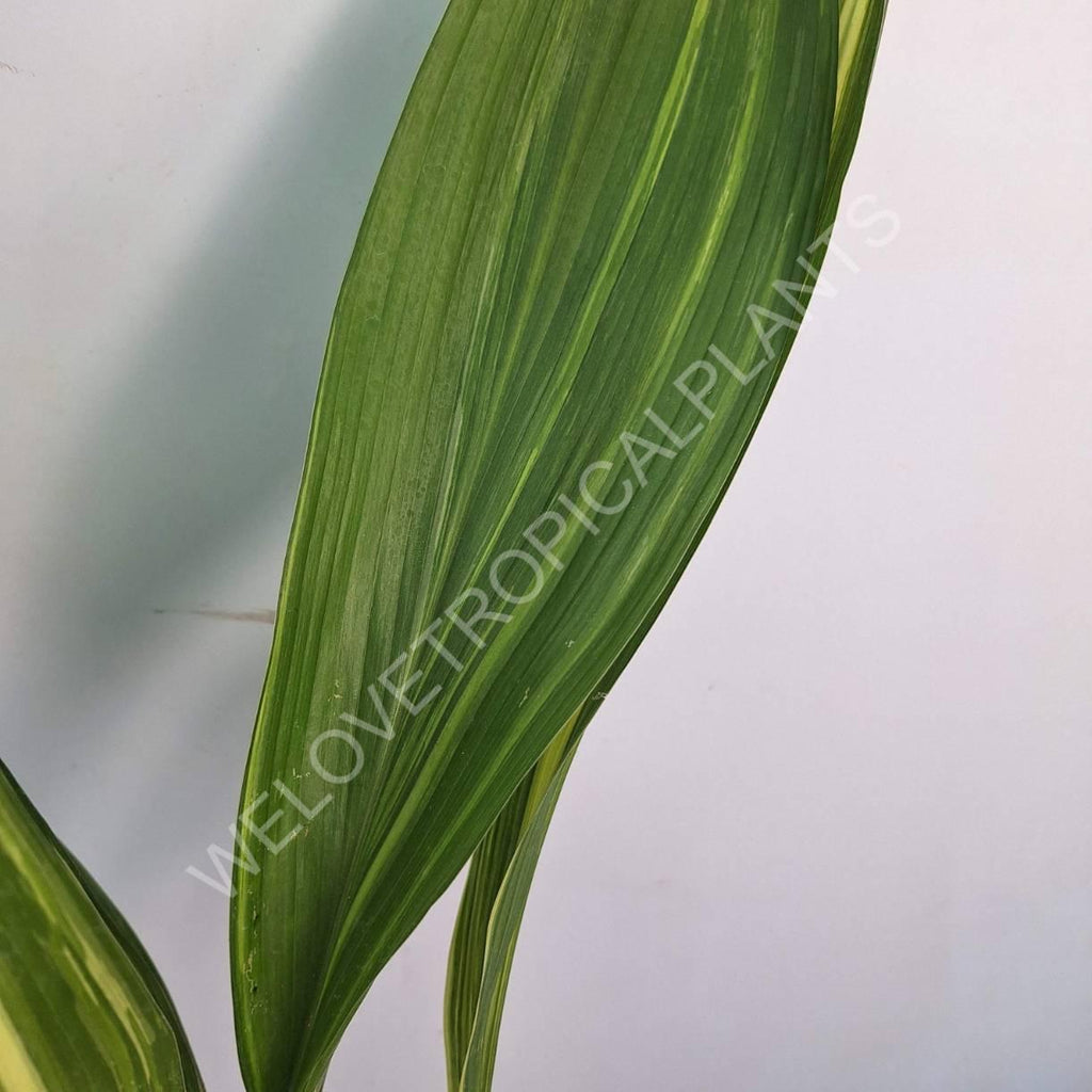 Aspidistra elatior variegata