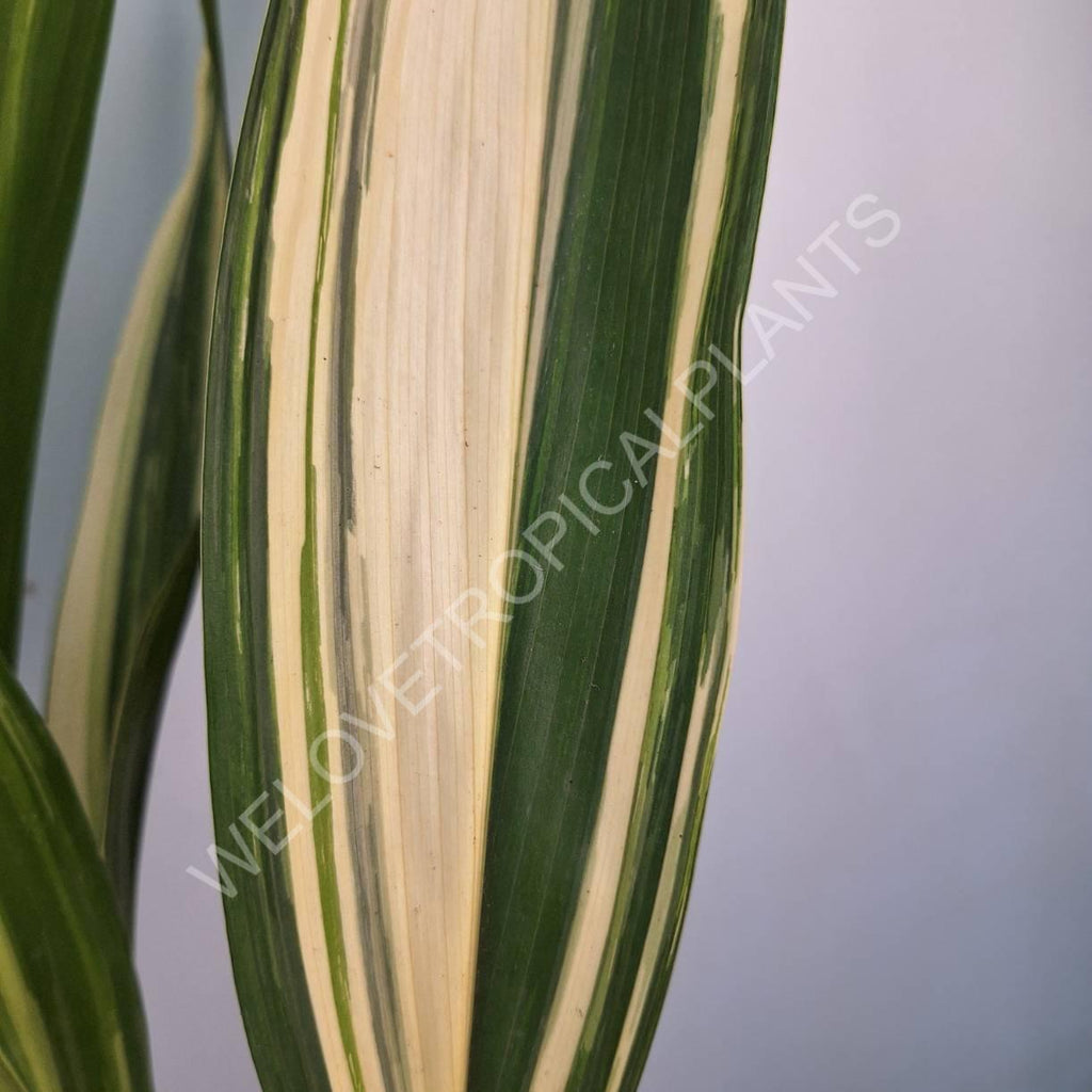 Aspidistra elatior variegata