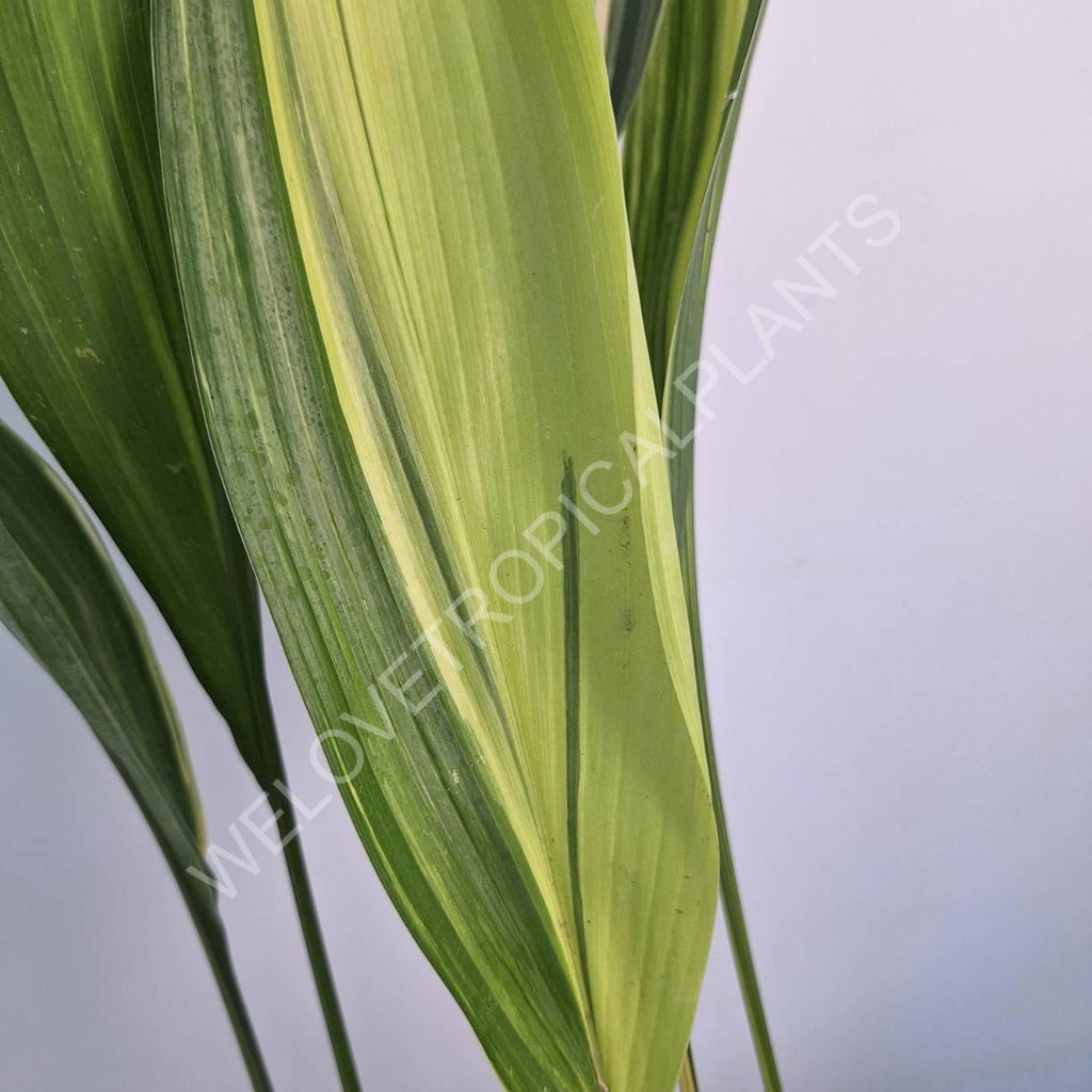 Aspidistra elatior variegata