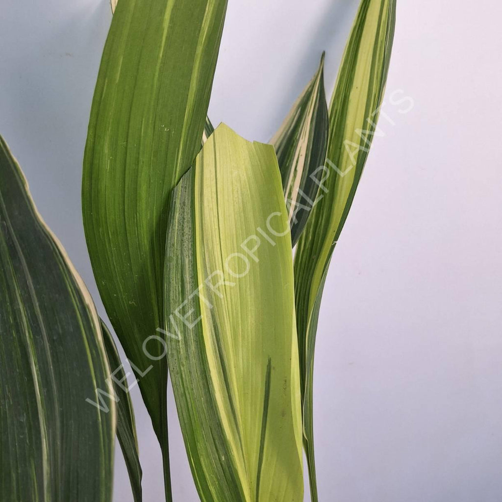 Aspidistra elatior variegata