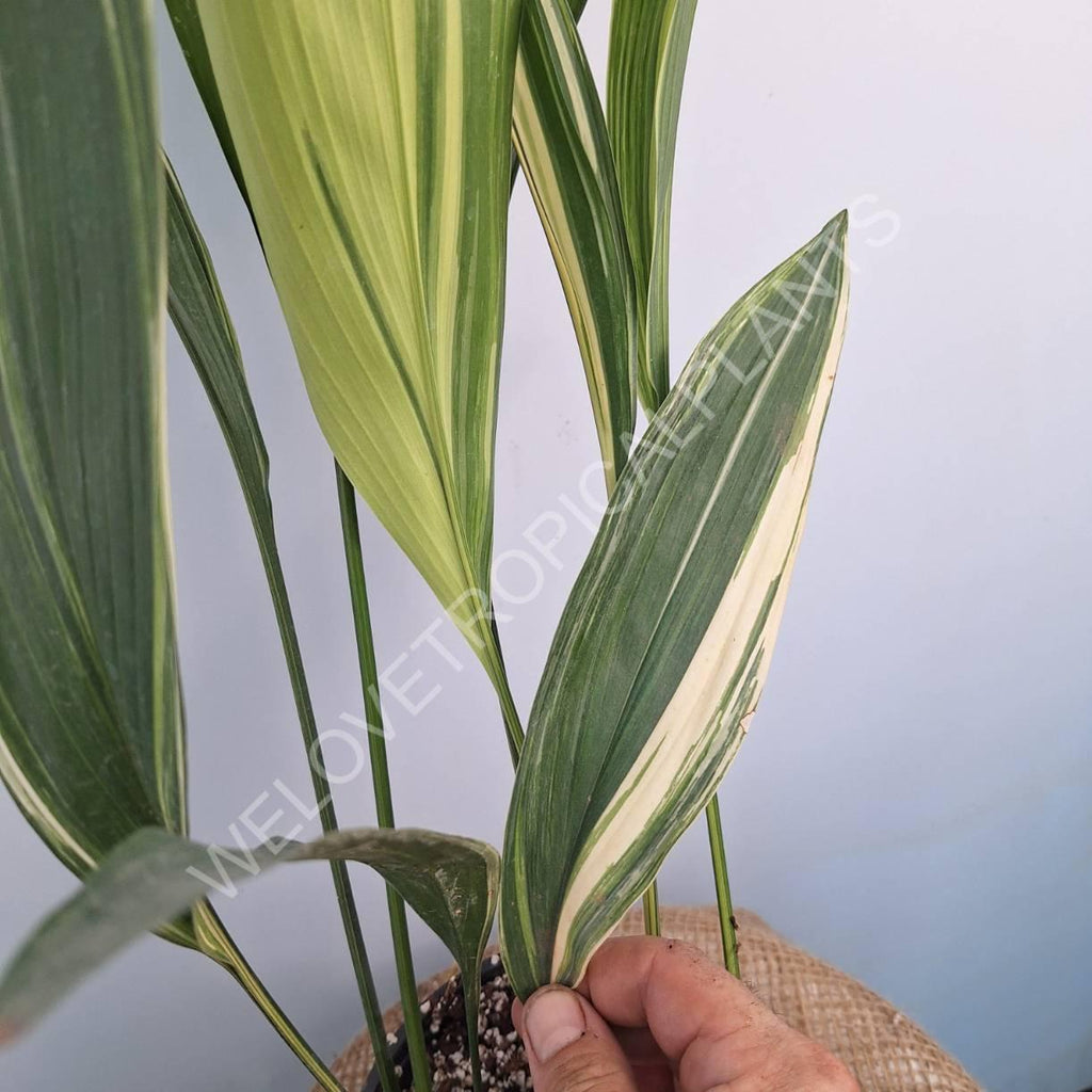 Aspidistra elatior variegata