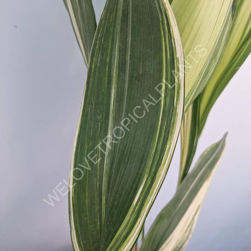 Aspidistra elatior variegata